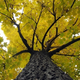 Illustration for article titled Shooting Challenge: Fall Leaves Gallery